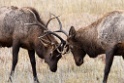 09_Rocky Mountain National Park_11